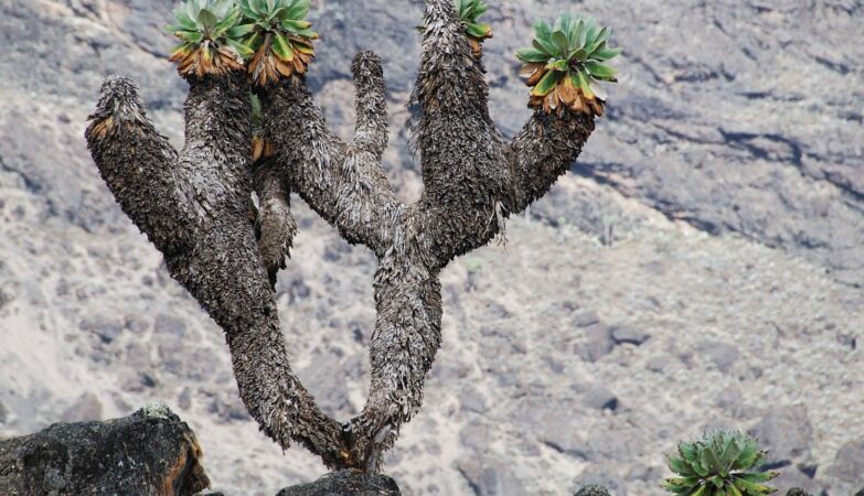 Is it a Cato? A pineapple? The bizarre plants that grow on the highest mountain in Africa
