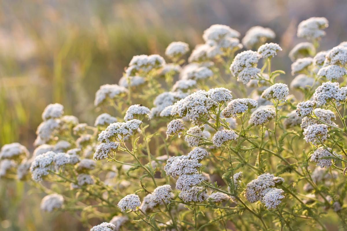 Perennial flowers that bloom in June and last until autumn