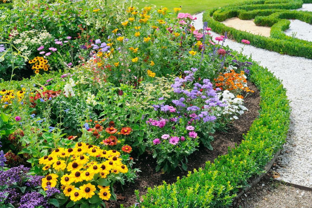 Which flowers plant in the flower beds in June