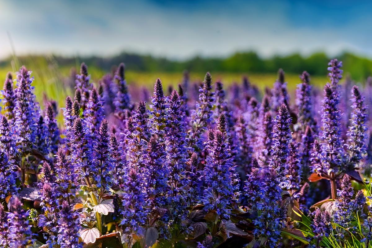 The cover plants that eliminate the problem of weeds
