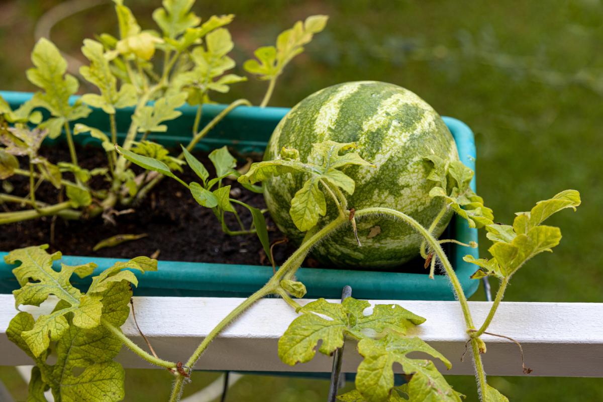 Cultivate anguries ie melons in pots