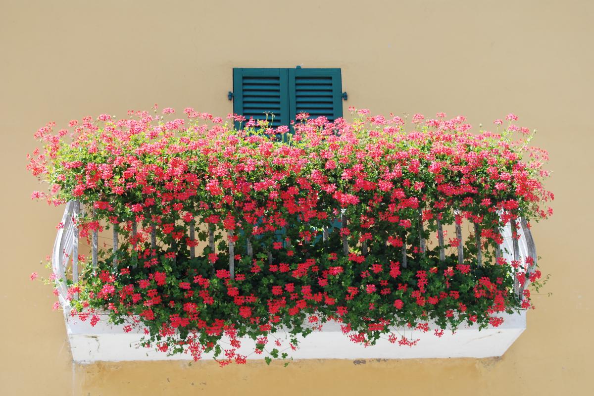 The 5 plants that color the balcony