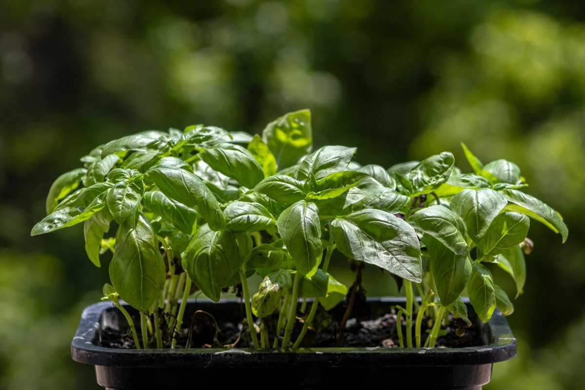 Basil in pots