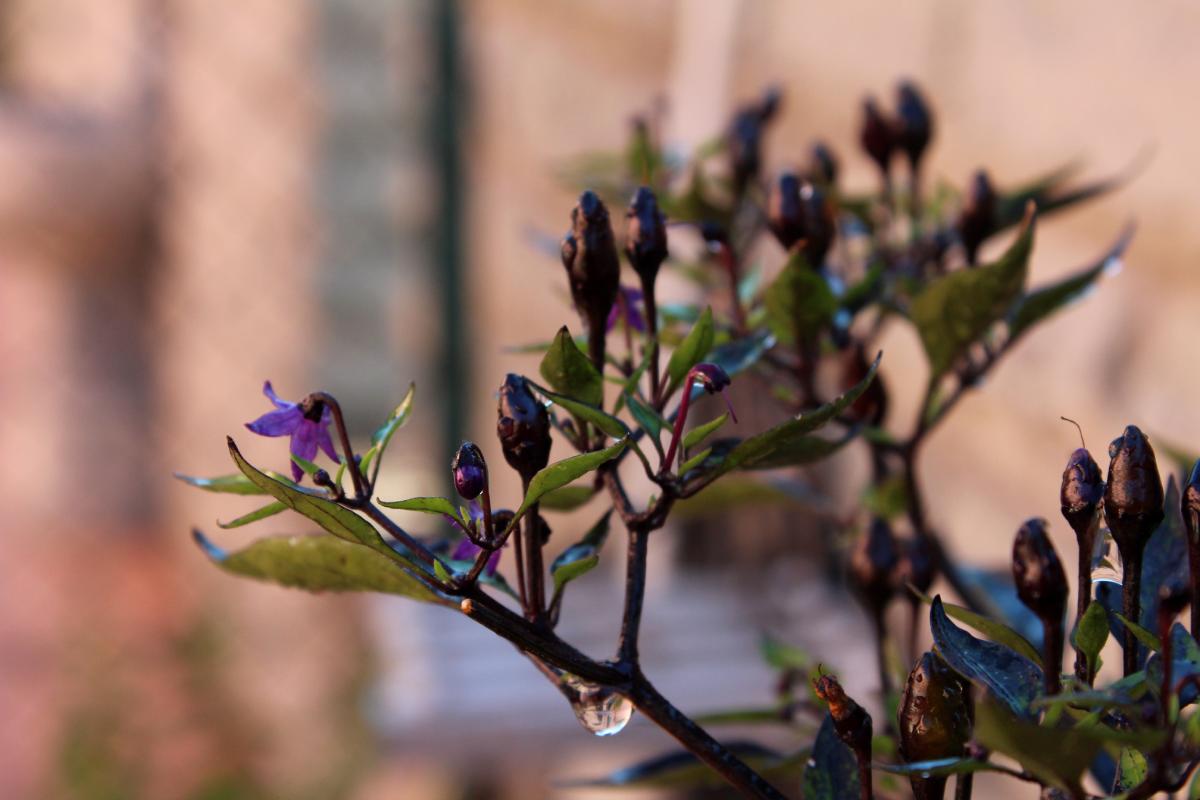 The ornamental varieties of ornamental pepper easier to grow in pots