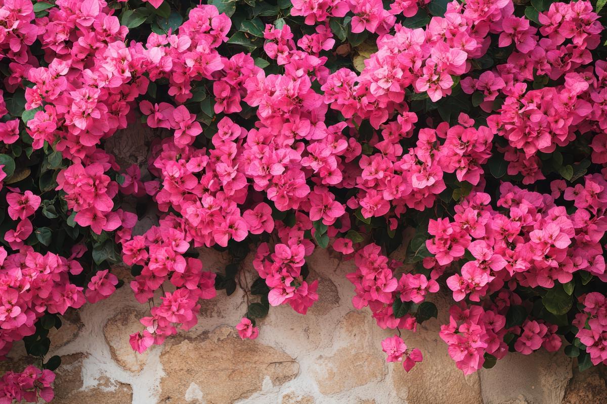 The best climbing plants to create privacy