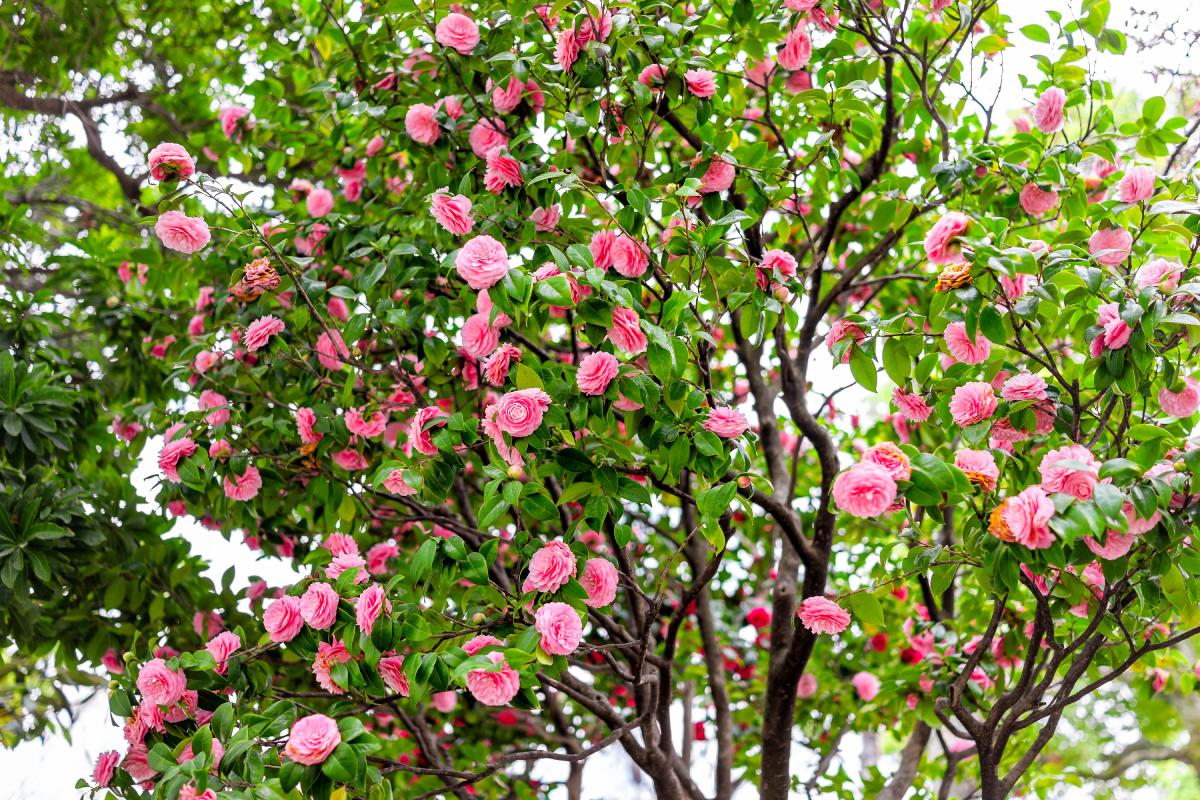 How to treat camelias in the garden