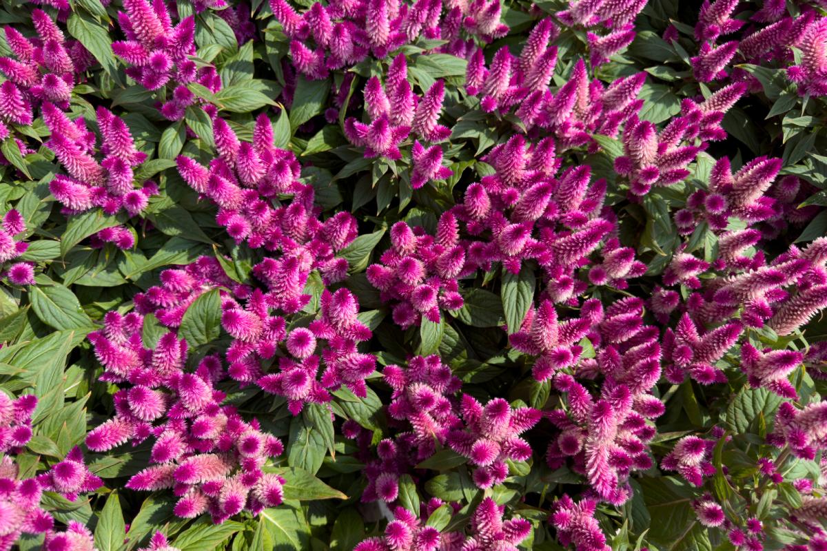 The blooms of June that last until September