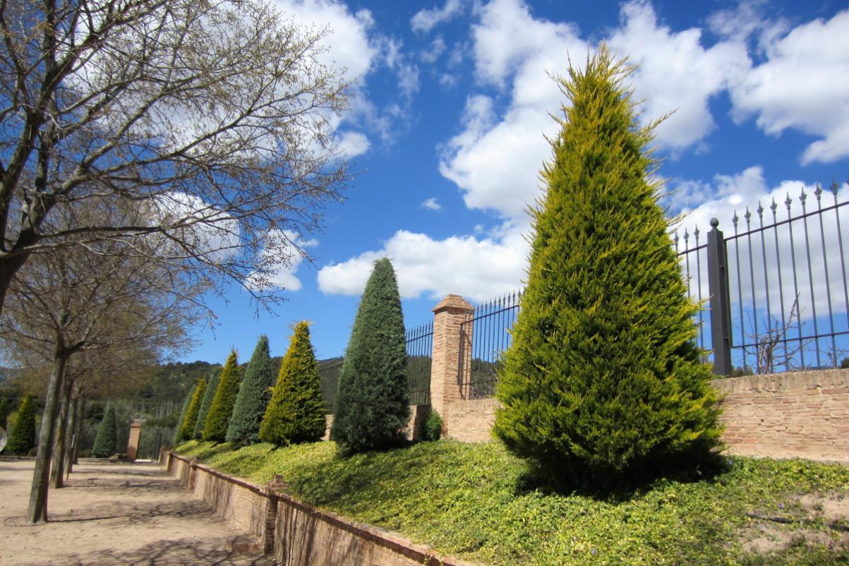 When to prune cypresses