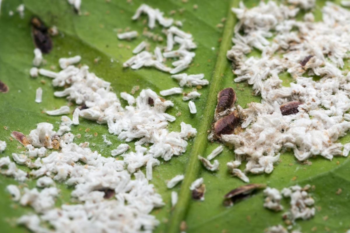 Natural spray against mealybug
