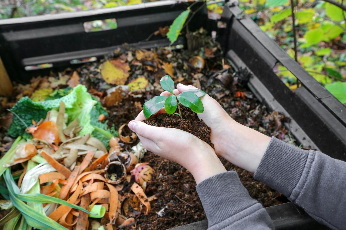 Lemon peels and bananas to fertilize fruit trees