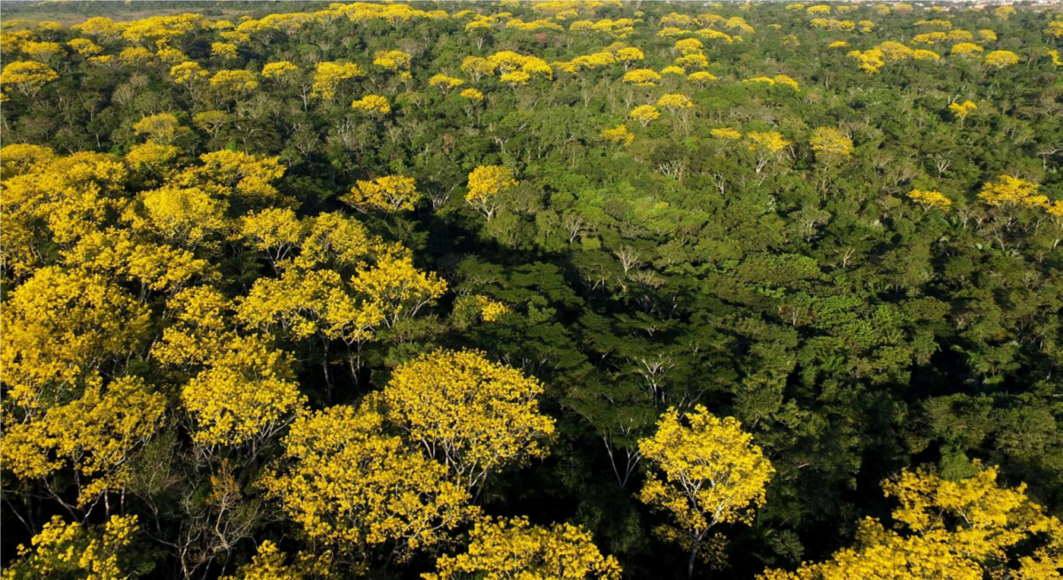 Acre has received almost R $ 100 million from the Amazon Fund since its resumption; Find out where the feature goes