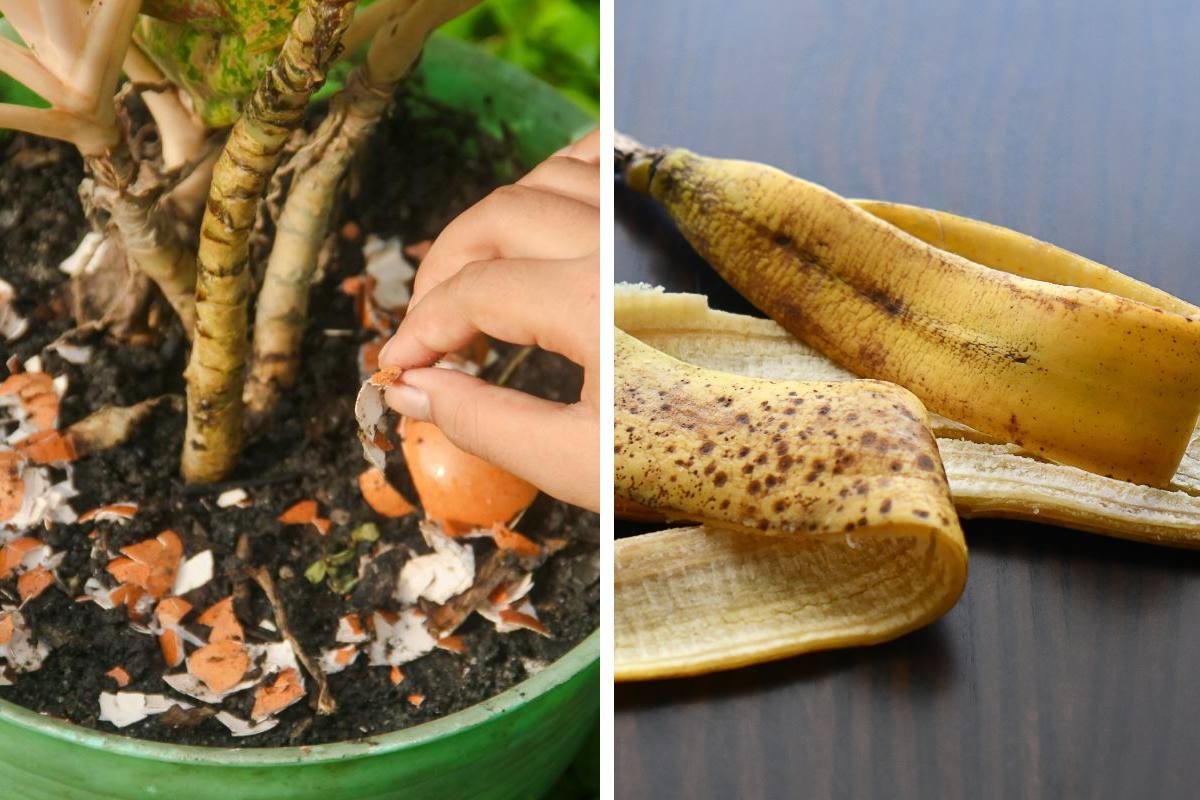 Fertilizers with home ingredients