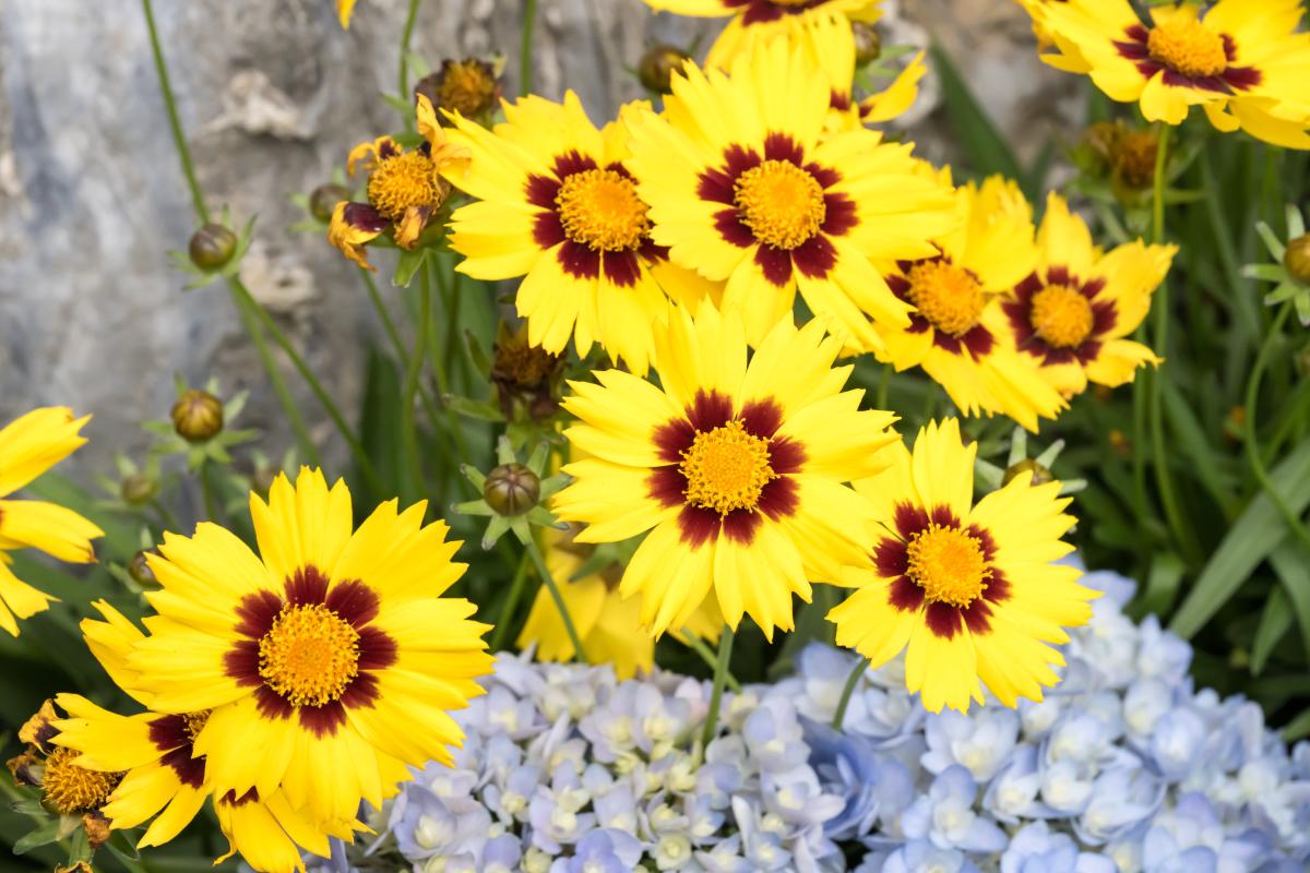 The perennial flowers of June
