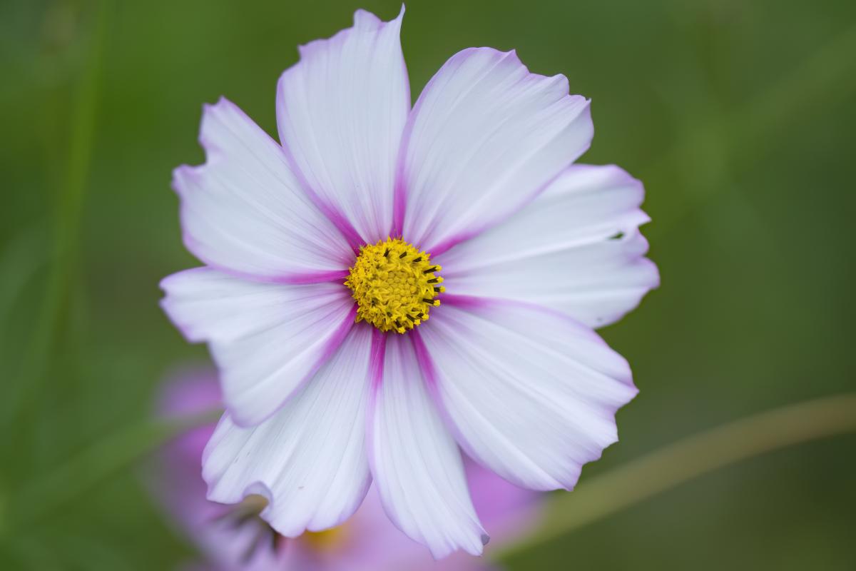 Lasting flowers
