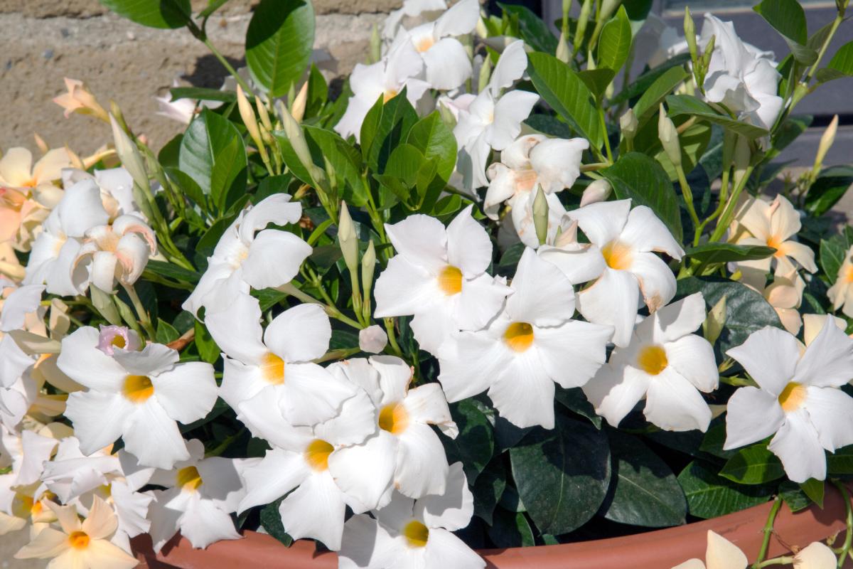 Summer and Dipladenia