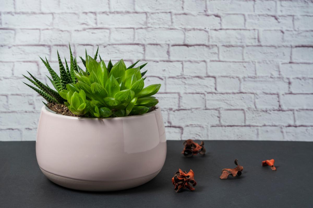 Fatty plants that are fine together