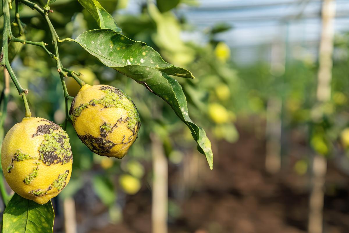What parasites enrich the lemon leaves