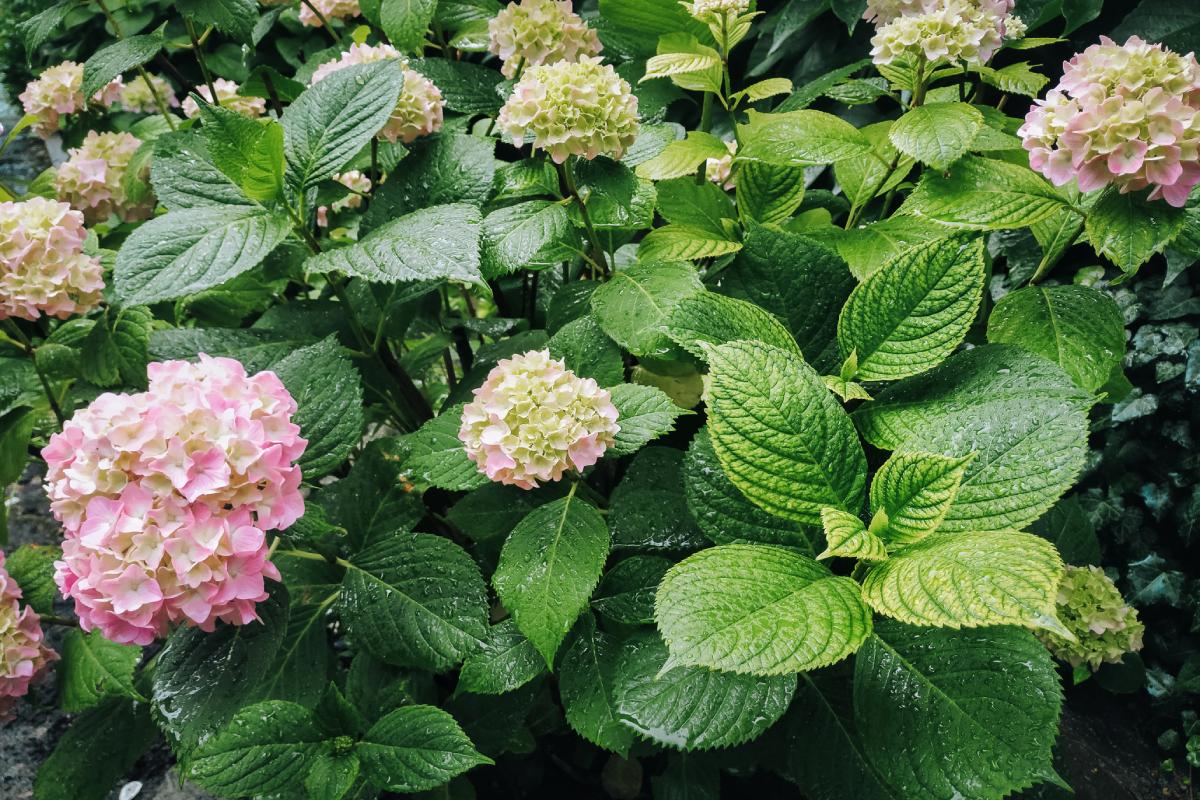 Because the leaves of the hydrangeas become yellow