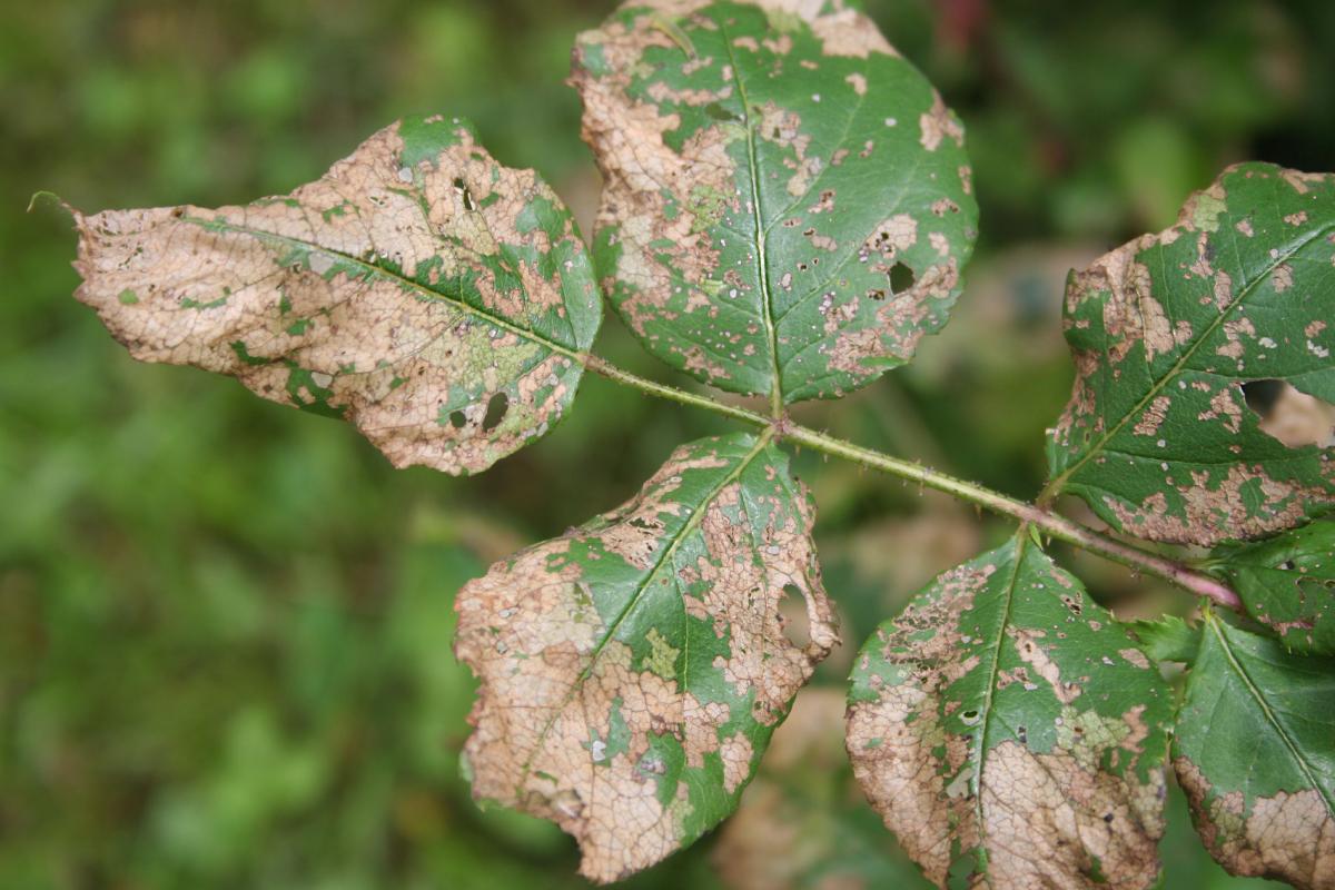 Rose leaves diseases