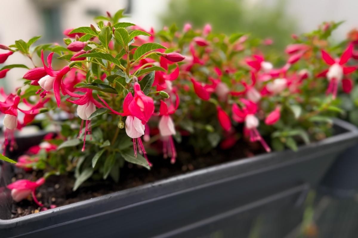 The care of fuchsia as nurserymen do