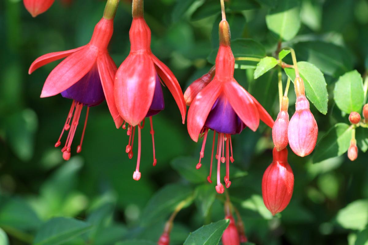 Care of fuchsia