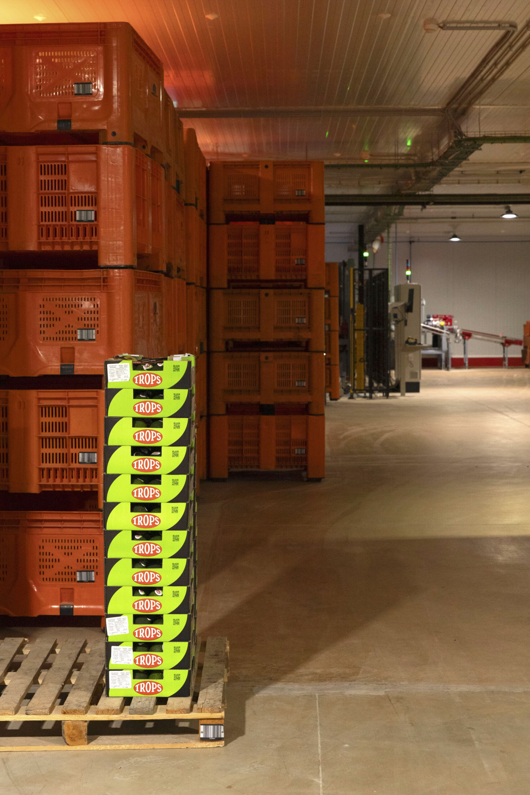 TROPS invests 9 million in Tavira to turn the Algarve into a strategic pole of the fruit