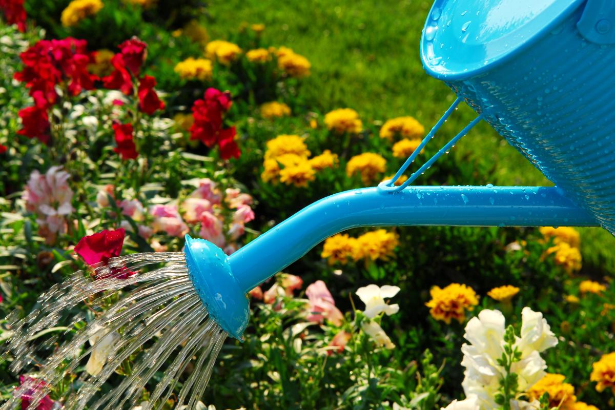 Flowers to plant in June for flowery classrooms in summer