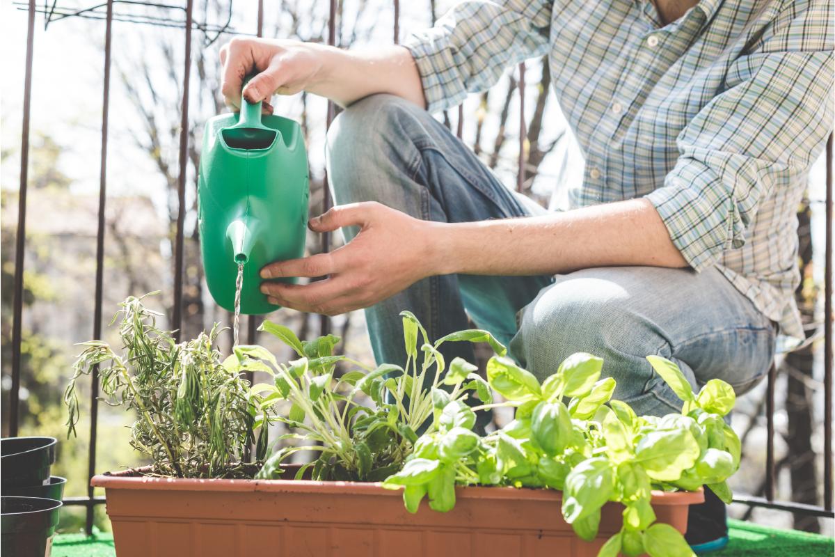 How to use water cooking in plants