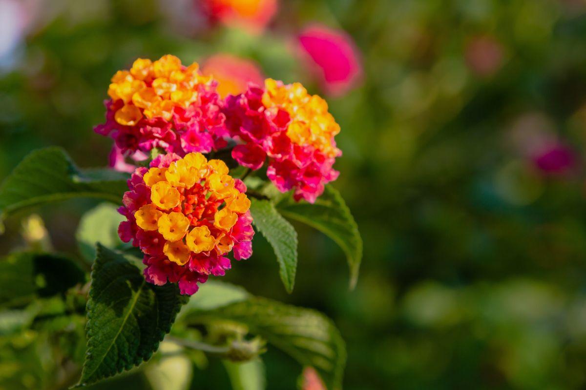 Care of the lantana