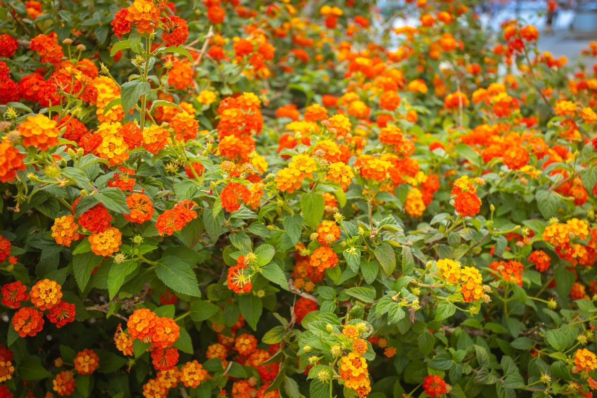 Make Lanana flourish in summer