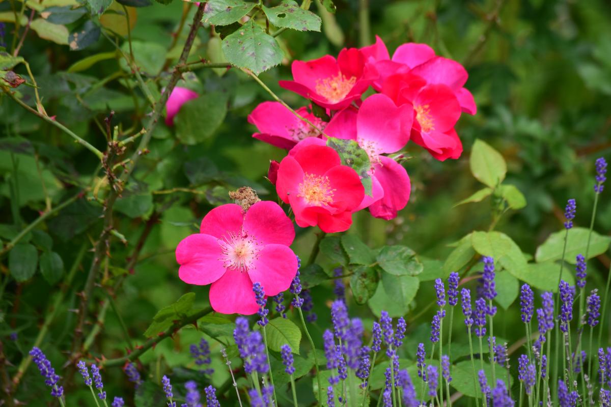 A garden that smells of summer