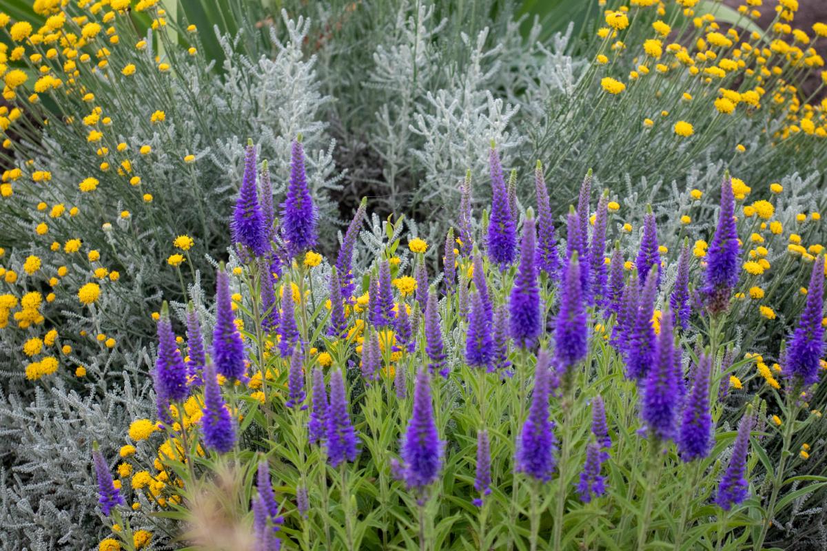A fragrant and summer garden