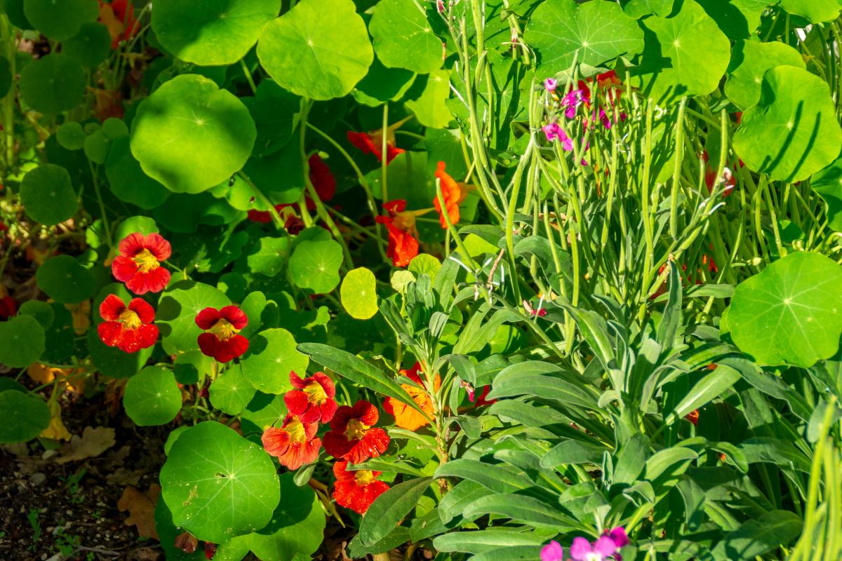 Flowers that bloom in 3 weeks