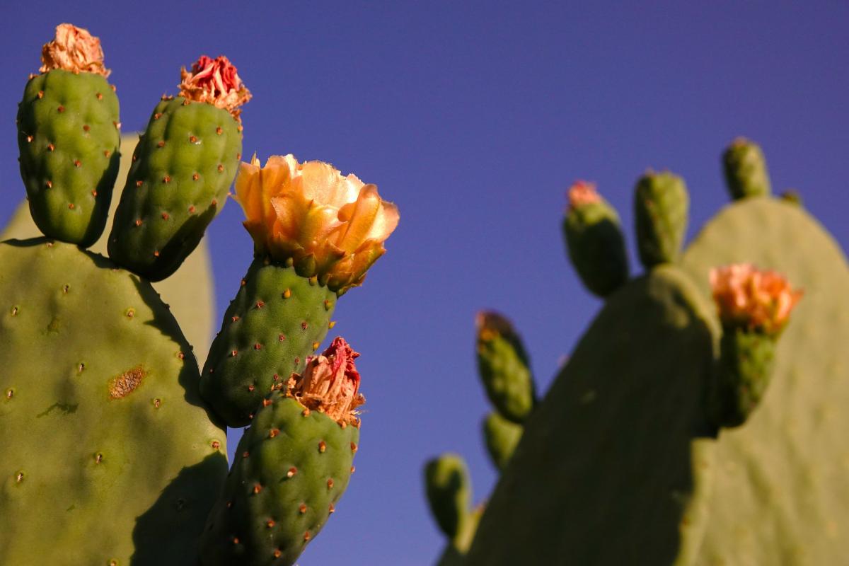 Warm resistant plants