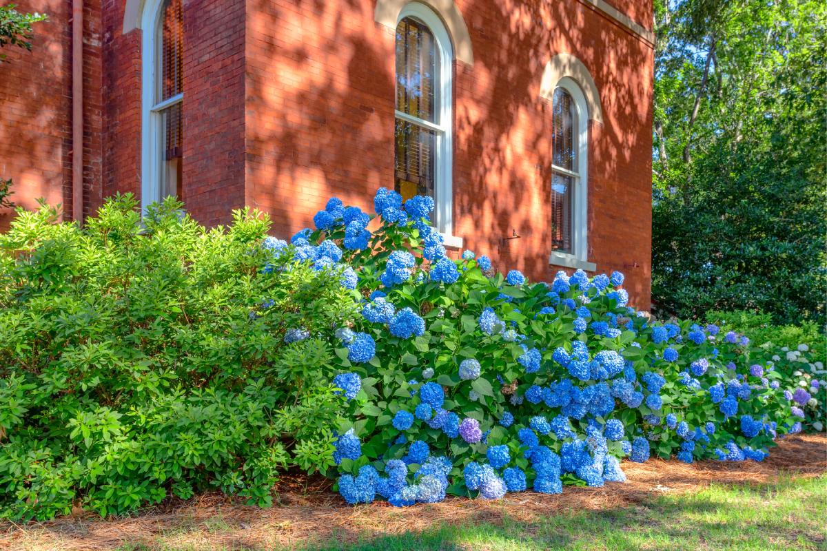 The 3 natural fertilizers for hydrangeas