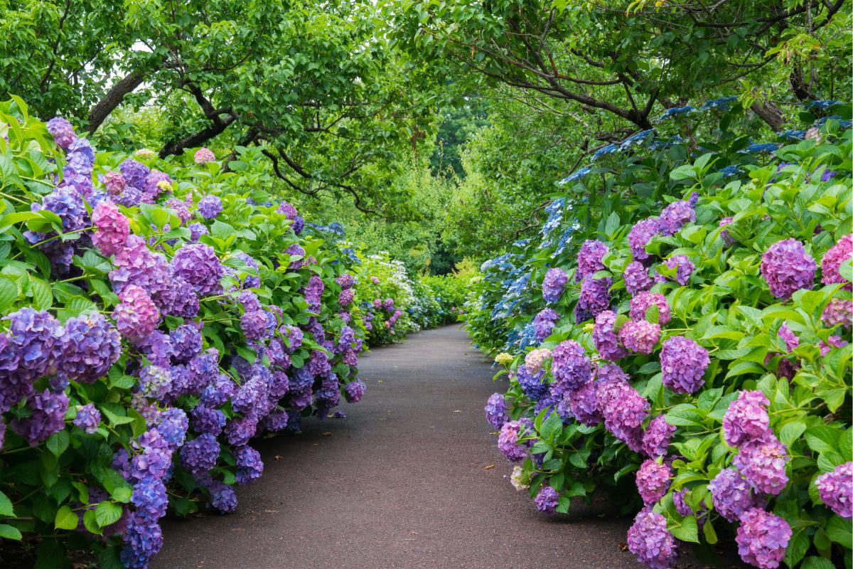 The maximum splendor of the hydrangeas
