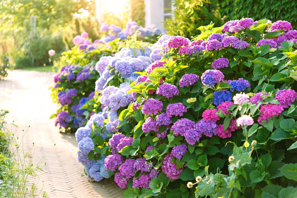 Here's how to detonate the blooms of the hydrangeas with the right fertilizers
