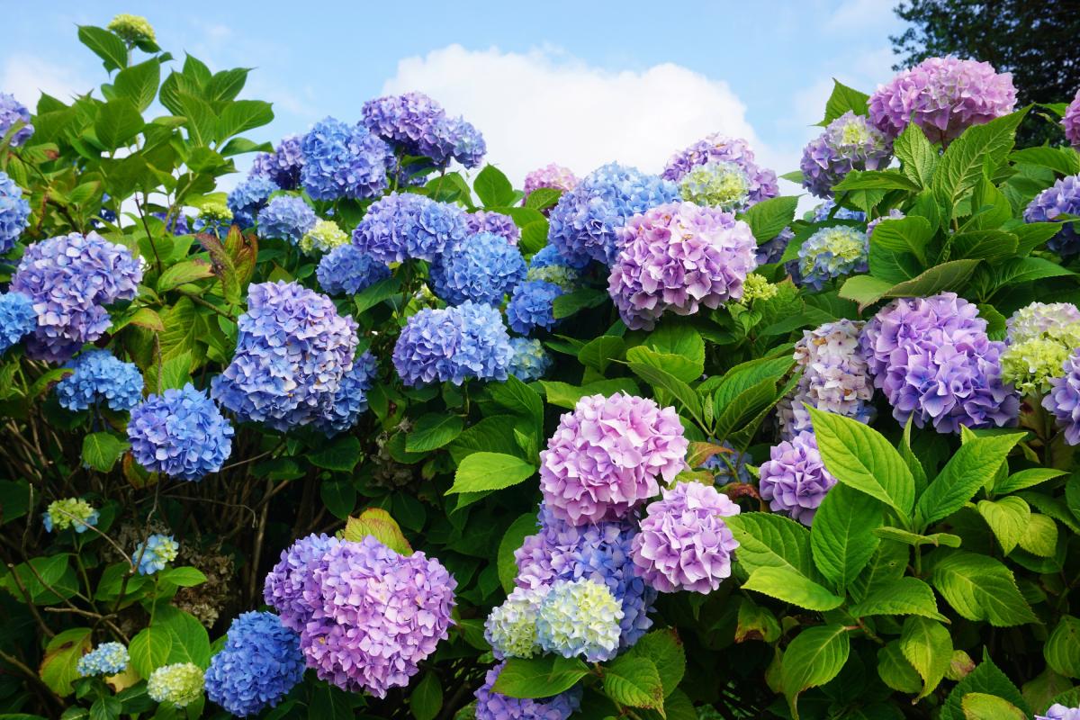 Fertilize the hydrangeas in summer