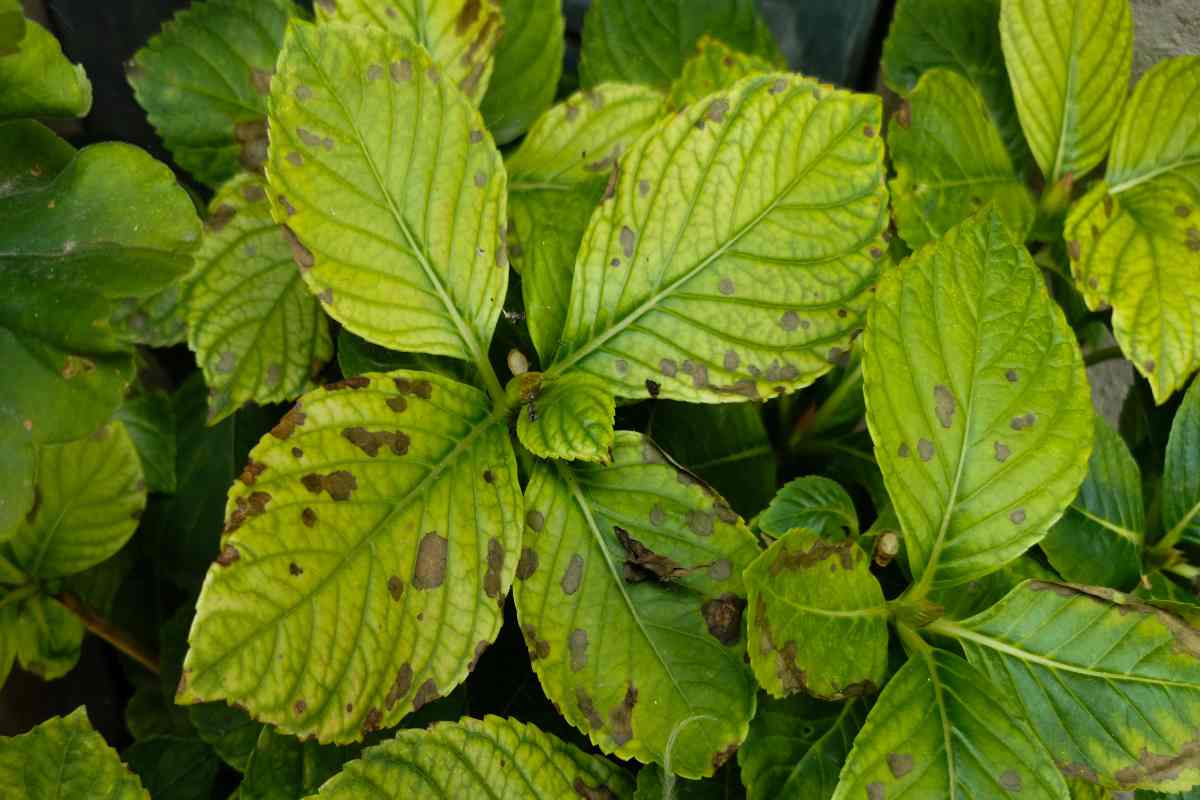 Hydrangea leaves