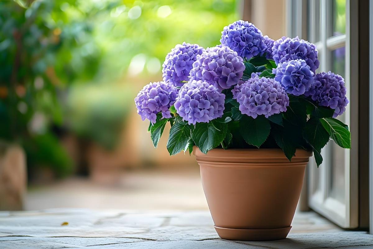 Here's how to keep colorful hydrangeas up to autumn