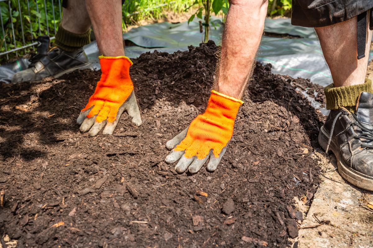 Manage the lawn in summer