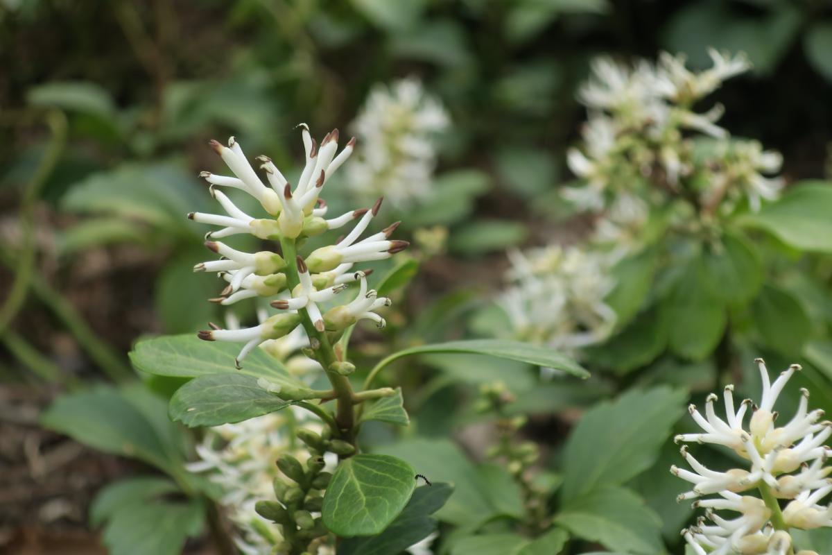 Cover plants