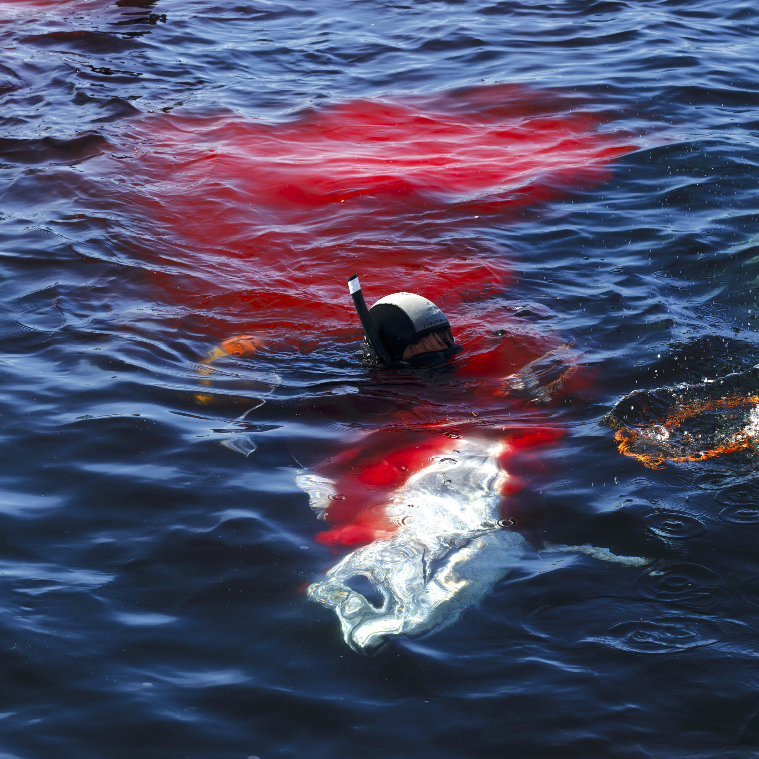 Olhão joins fishermen, researchers and chefs to celebrate the inheritance of tuna fishing