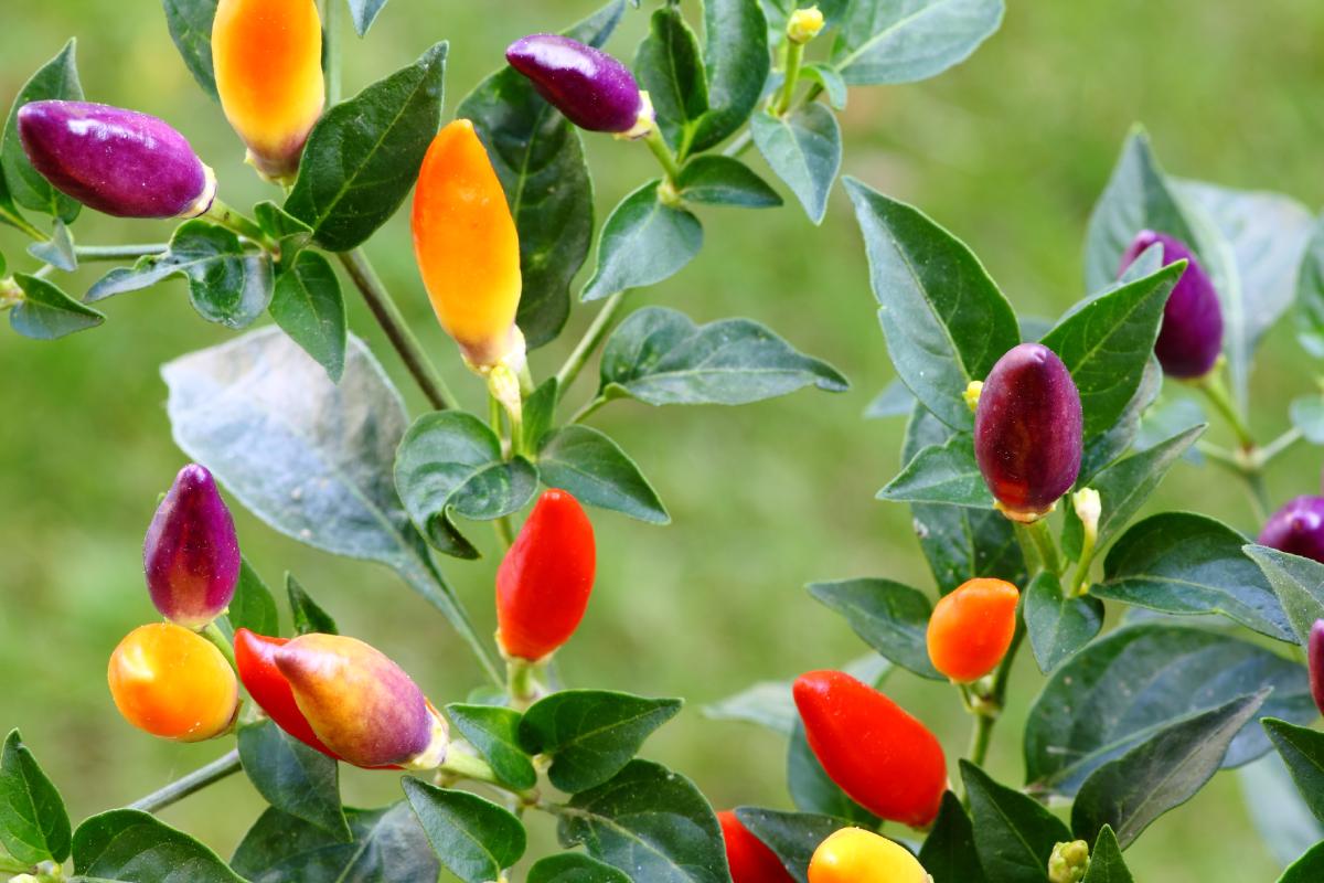 Cultivation of ornamental chilli pepper