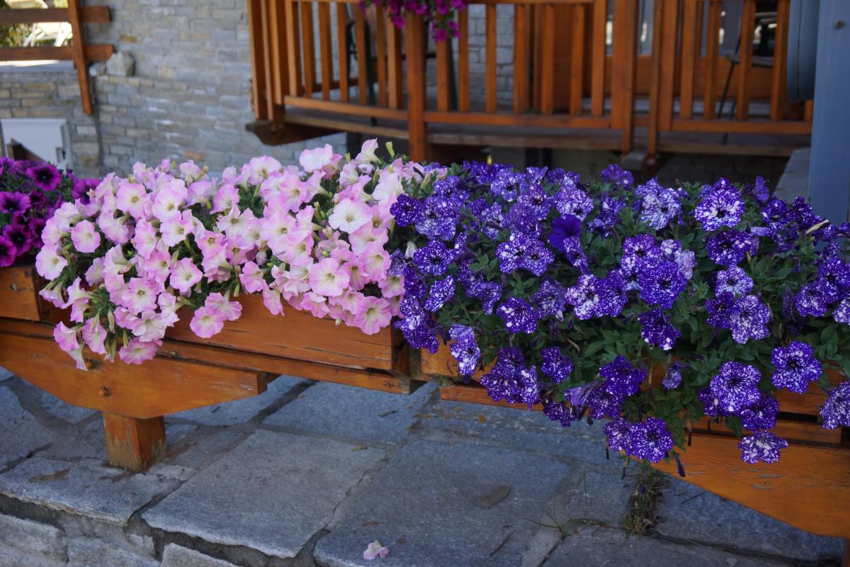 Types of vases and planters for splendid flowers