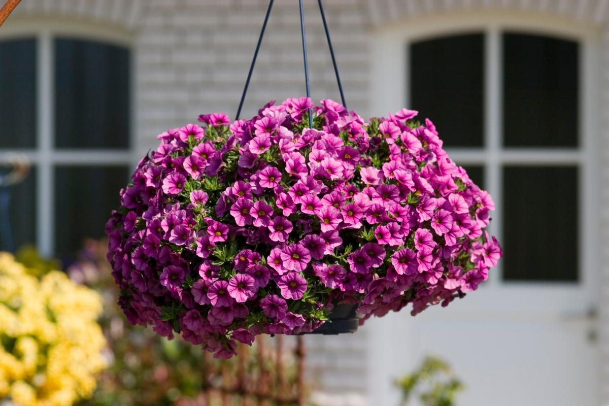 Holes that bloom in 3 weeks and last a long time
