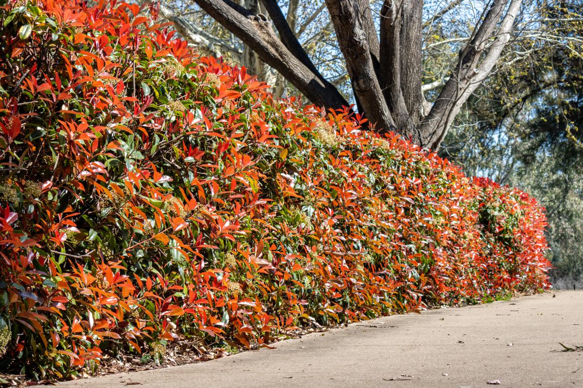 Plants for hedges
