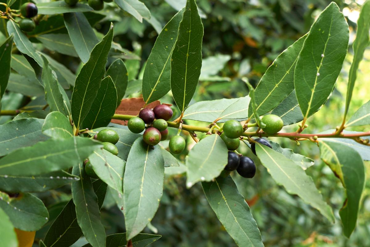 Treat the laurel without pesticides