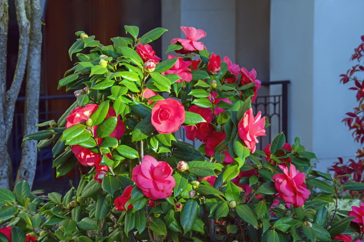 The fertilization of the Camelia