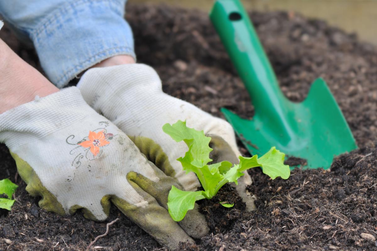What not to sow in July